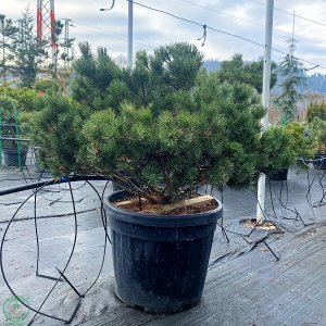 Borovica horská (Pinus mugo) ´MOPS´ – výška 50-70 cm, kont. C45L